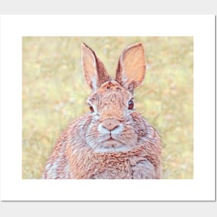 Cottontail Rabbit-D Posters and Art